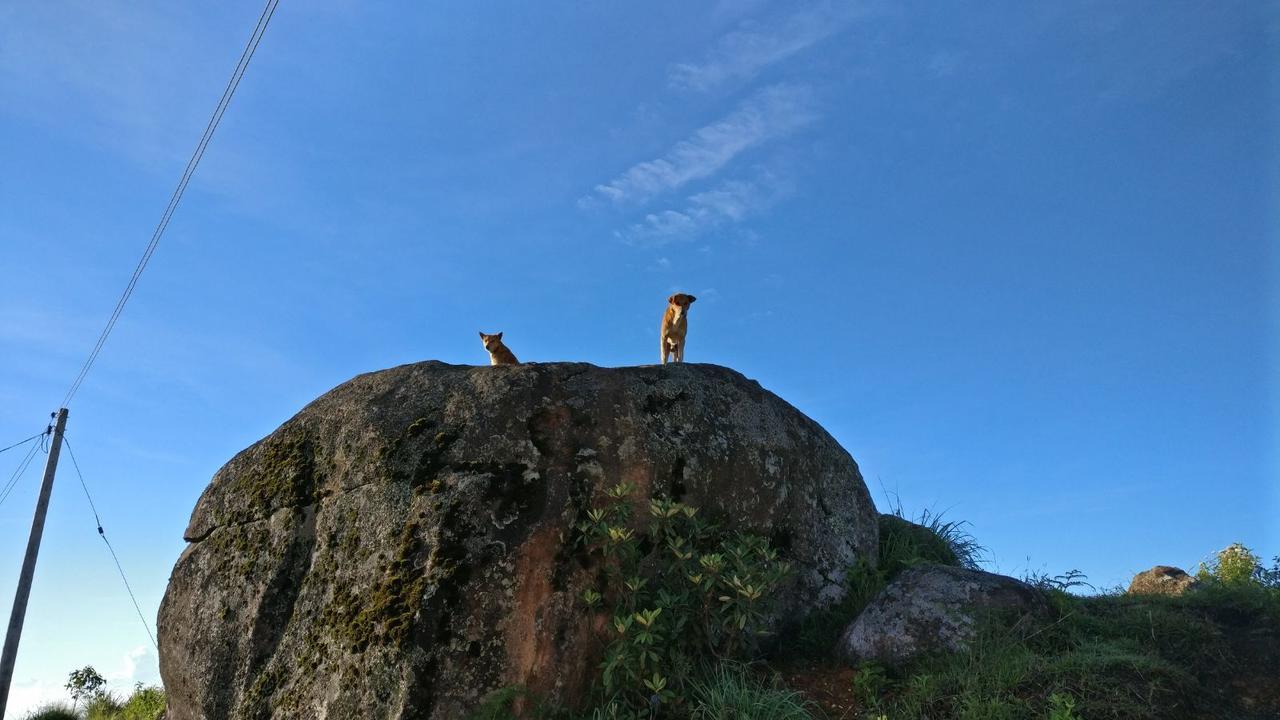 Olive Hill Top Hotel 哈普特莱 外观 照片